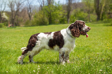 A Beautiful Dog Of Breed English Springer Spaniel Stands On A Green Lawn. Hunting Dog Breed.
