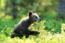 Brown Bear Cub In The Summer Forest