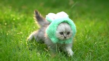 Cute Persian Kitten Wearing Rabbit Hat Walking In The Park2