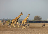 Fototapeta Sawanna - Herd of Giraffes in a wildlife conservation park, Abu Dhabi, United Arab Emirates