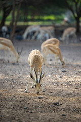 Wall Mural - Herd of Sand Gazelles feeding in a wildlife conservation park in Abu Dhabi, United Arab Emirates