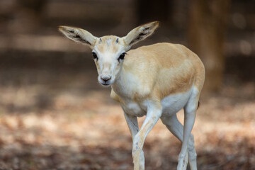 Wall Mural - Young Sand Gazelle calf in wildlife conservation park, Abu Dhabi, United Arab Emirates