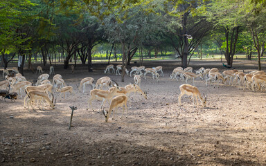 Wall Mural - Herd of Sand Gazelles feeding in a wildlife conservation park in Abu Dhabi, United Arab Emirates