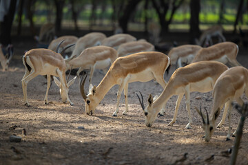 Wall Mural - Herd of Sand Gazelles feeding in a wildlife conservation park in Abu Dhabi, United Arab Emirates