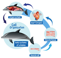 Wall Mural - Diagram showing cell organization in a dolphin