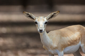 Wall Mural - Young Sand Gazelle calf in wildlife conservation park, Abu Dhabi, United Arab Emirates