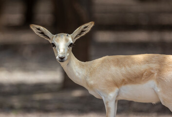 Wall Mural - Young Sand Gazelle calf in wildlife conservation park, Abu Dhabi, United Arab Emirates