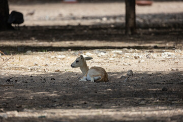 Wall Mural - Young Sand Gazelle calf in wildlife conservation park, Abu Dhabi, United Arab Emirates