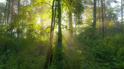 Aufkleber - Sun shines from behind tree trunk forming rays of light in light haze. Camera rises from grass up the tree trunk. Morning summer foggy forest nature. HDR, 4K