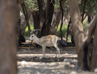 Wall Mural - Young Sand Gazelle calf in wildlife conservation park, Abu Dhabi, United Arab Emirates
