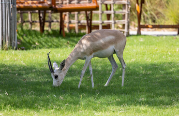 Wall Mural - Young Sand Gazelle calf in wildlife conservation park, Abu Dhabi, United Arab Emirates
