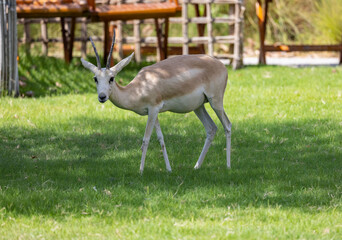 Wall Mural - Young Sand Gazelle calf in wildlife conservation park, Abu Dhabi, United Arab Emirates
