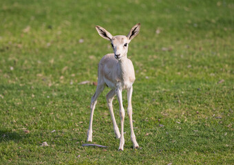 young sand gazelle calf in wildlife conservation park, abu dhabi, united arab emirates