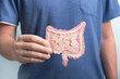 Man holding decorative model intestine. Healthy digestion concept, probiotics and prebiotics for microbiome intestine. Close up