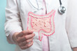 Doctor holding decorative model intestine. Gastroenterology, healthy digestion, microbiome intestine concept. Close up