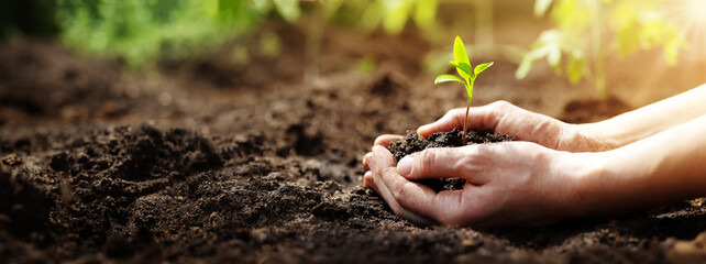 woman hands taking care of a seedling in the soil.