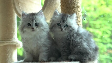 Poster - Two Persian Kittens Sitting On Cat Tower