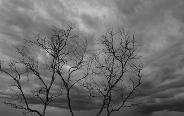 Wall Mural - Silhouette dead tree on dark dramatic sky and white clouds background for a peaceful death. Despair and hopeless concept. Sad of nature. Death and sad emotion background. Dead branch unique pattern.