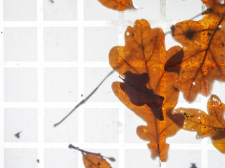 Wall Mural - Fallen yellow oak tree leafs on a plastic roof. Autumn or fall season concept. Nature abstract background