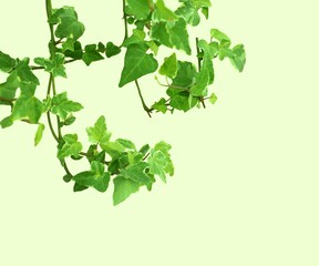 Sticker - ivy plant isolated over light green with copy space