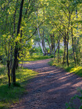 Fototapeta Krajobraz - A view of a footpath in the woods illuminated by the setting sun.