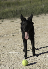 Wall Mural - Border Collie black dog playing with a tennis ball and jumping in the forest