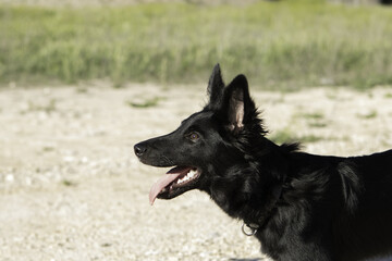 Canvas Print - Closeup shot of a black colored border collie in the forest