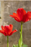 Fototapeta Tulipany - red tulips