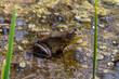 Closeup shot of an American bullfrog in a swamp