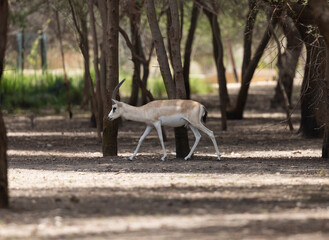 Wall Mural - Sand Gazelle in wildlife conservation park, Abu Dhabi, United Arab Emirates