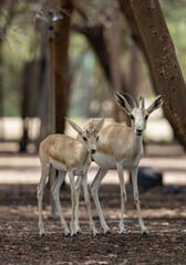 Wall Mural - Sand Gazelle in wildlife conservation park, Abu Dhabi, United Arab Emirates