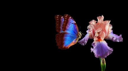 Aufkleber - beautiful blue morpho butterfly on iris flower isolated on black. copy spaces