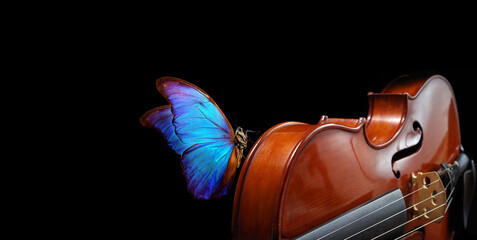 Wall Mural - violin isolated on black closeup. beautiful blue butterfly morpho on violin. music concept. copy spaces