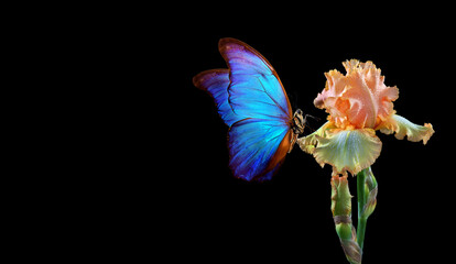 Aufkleber - beautiful blue morpho butterfly on iris flower isolated on black. copy spaces