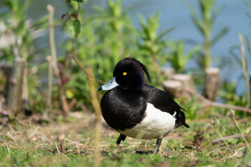 Tufted duck walking