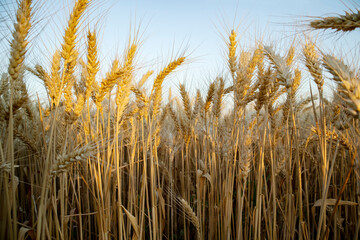 Wheat harvesting in the summer. Golden ear of ripe wheat on the field.