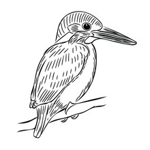The Kingfisher Bird (Alcedo Atthis) Sits On A Branch. Vector Sketch Illustration For Design, Postcards, Posters, And Ornithological Magazines.