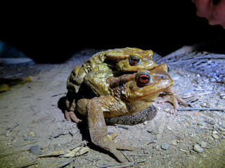 Canvas Print - Bufo spinosuses in nature