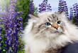 Beautiful siberian cat with lupin flowers in summer field