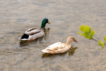 Wall Mural - Closeup shot of two ducks swimming in a lake