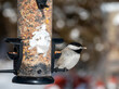 This cute little Carolina Chickadee is enjoying a nugget from the back yard feeder and has a seed in its mouth. This bird with a distinctive spherical body shape was spotted in Missouri. Bokeh effect.