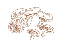 Outlined Vintage Drawing Of Niscalo, Red Pine Mushroom, Or Saffron Milk Cap. Composition Of Edible Wild Fungi. Contoured Hand-drawn Vector Illustration Of Fungus Isolated On White Background