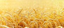 Wheat Field. Ears Of Golden Wheat Close Up. Beautiful Nature Sunset Landscape. Rural Scenery Under Shining Sunlight. Background Of Ripening Ears Of Wheat Field. Rich Harvest Concept...
