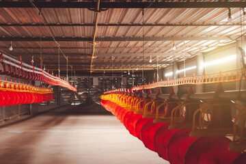 Inside of poultry modern farm and machine to give feed for small chicken, new automated integrated and high technology.