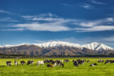 Fototapeta Sawanna - New Zealand landscape