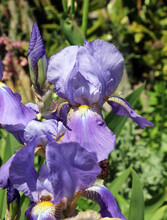 Close Up Of A Blue And Yellow Bearded Iris, Derbyshire England       
