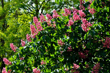 Wall Mural - red horse chestnut blooms in the park arboretum. flowers resemble candles on a Christmas tree.