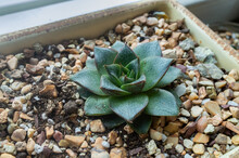 A Small Echeveria Grows In A Flowerpot On The Windowsill. A Beautiful Green-brown Houseplant In Stone Ground.