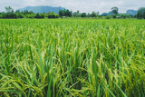 Fototapeta Góry - close up of rice field that is ready to crop