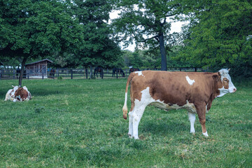 Beautiful domestic cow resting in the grass. Domestic orange and black cows in the farm field.